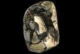 Wide Septarian Nodule with Fossil Ammonite - Madagascar #124533-1
